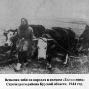 Вспашка зяби на коровах в колхозе Большевик Стрелецкого района Курской области 1944г